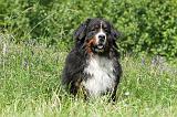 BOUVIER BERNOIS 101